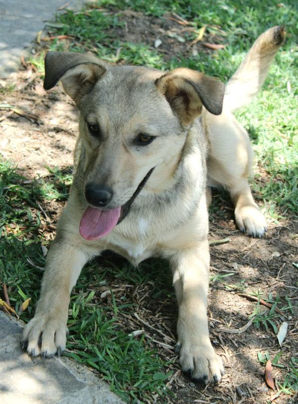 Nina, Dolce Cucciolotta Di 6 Mesi, Futura Taglia Media